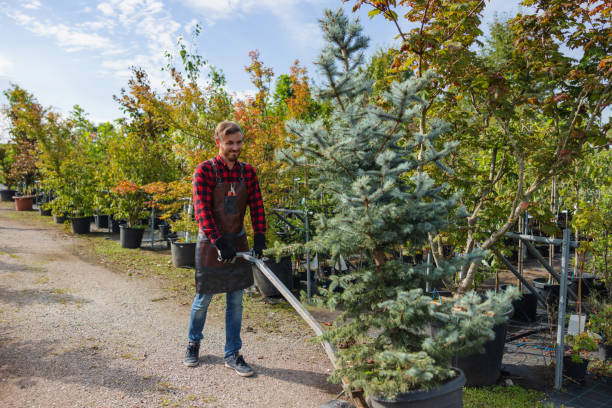 How Our Tree Care Process Works  in Lake Los Angeles, CA